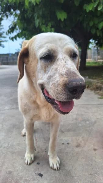 APOLO, male Spanish Mastiff for adoption at SPAC – Societat Protectora d