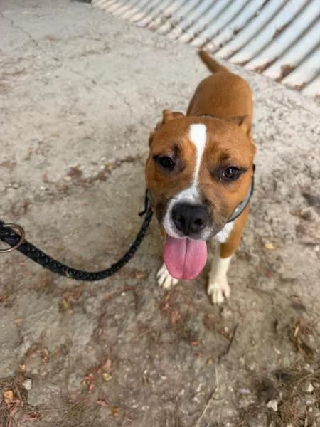THOR, male American Staffordshire Terrier for adoption at SPAC – Societat Protectora d