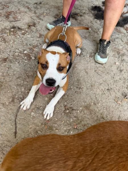 LUNA, male American Staffordshire Terrier for adoption at SPAC – Societat Protectora d