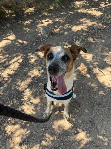 DUKE, male Mixed Breed for adoption at SPAC – Societat Protectora d