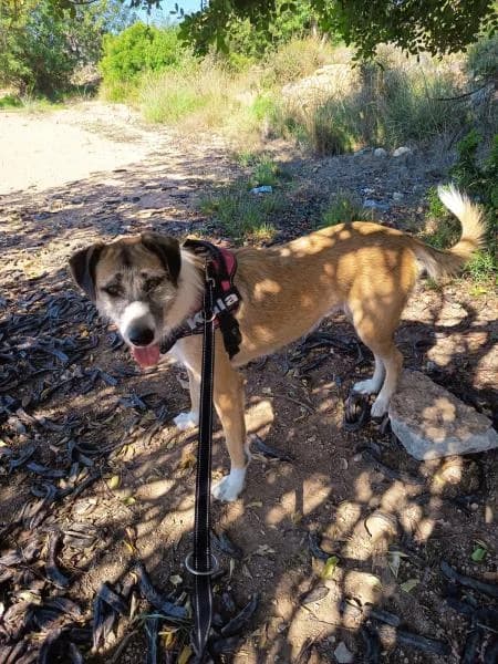 FITA, female Mixed Breed for adoption at SPAC – Societat Protectora d