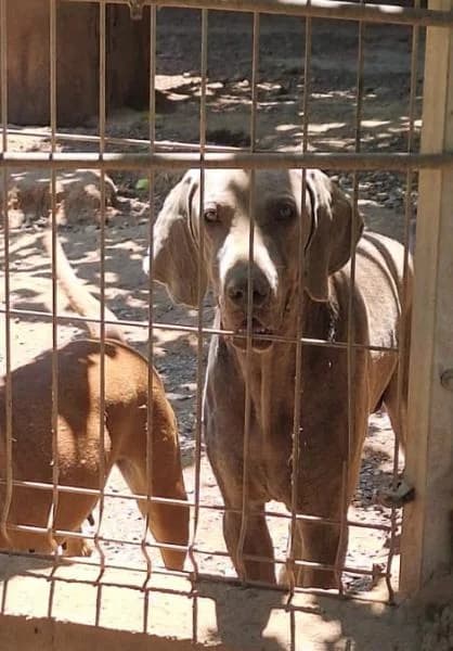 BLUE, male mixed breed for adoption at SPAC – Societat Protectora d