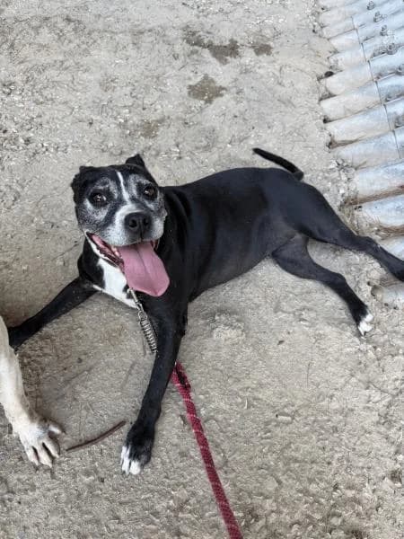 TANA, female American Staffordshire Terrier for adoption at SPAC – Societat Protectora d