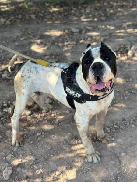 DADDY, male mixed breed for adoption at SPAC – Societat Protectora d