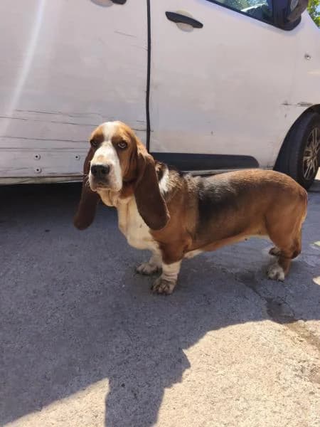 CEREZA, female Basset Hound for adoption at SPAC – Societat Protectora d