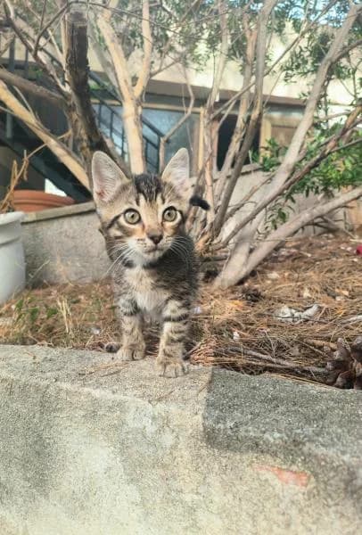 SHAMPOO, female European Shorthair for adoption at SPAC – Societat Protectora d