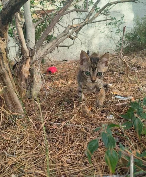AKANE, female European Shorthair for adoption at SPAC – Societat Protectora d