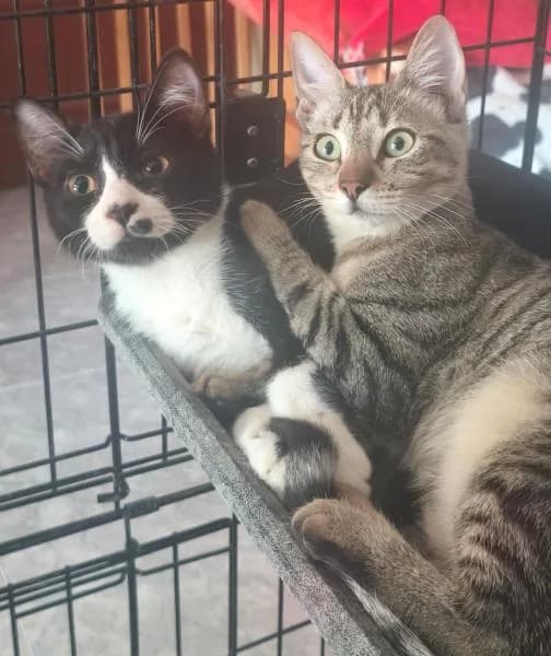 AKANE, female European Shorthair for adoption at SPAC – Societat Protectora d
