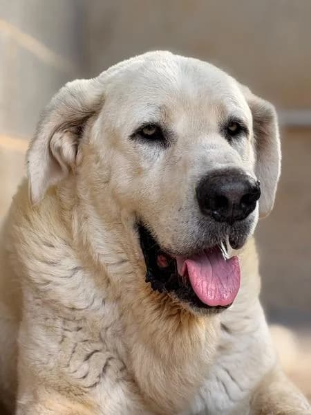 ANUBIS, male Spanish Mastiff for adoption at SPAC – Societat Protectora d