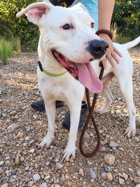 FIONA, female mixed breed for adoption at SPAC – Societat Protectora d