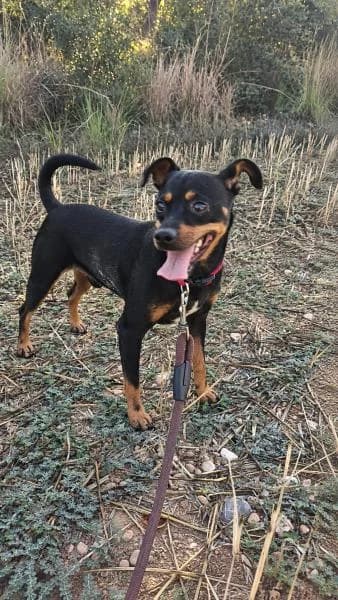 ROCKY, male mixed breed for adoption at SPAC – Societat Protectora d