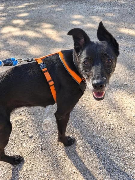 LEYA, female Mixed Breed for adoption at SPAC – Societat Protectora d