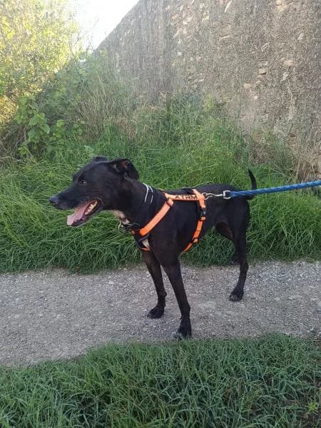 LUNA, female Mixed Breed for adoption at SPAC – Societat Protectora d