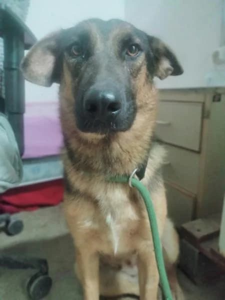 NEKANE, female German Shepherd for adoption at SPAC – Societat Protectora d