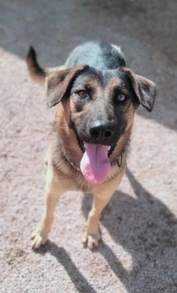 NEKANE, female German Shepherd for adoption at SPAC – Societat Protectora d