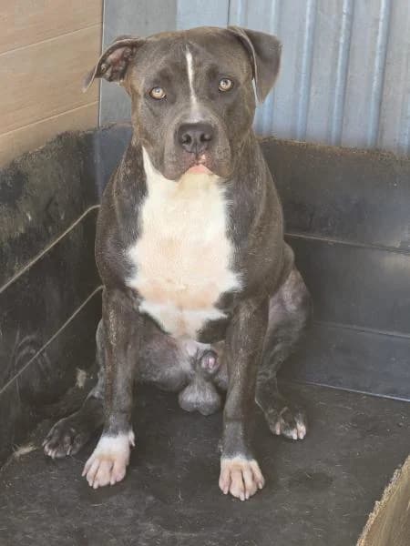 TYRION, male Pit Bull Terrier for adoption at SPAC – Societat Protectora d