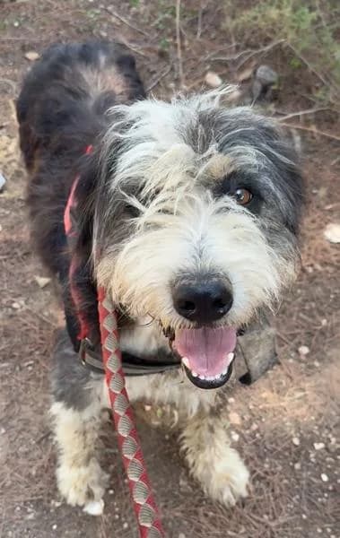 BOB MARLEY, male mixed breed for adoption at SPAC – Societat Protectora d