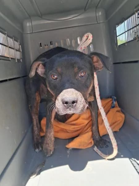 PAU, male Mixed Breed for adoption at SPAC – Societat Protectora d