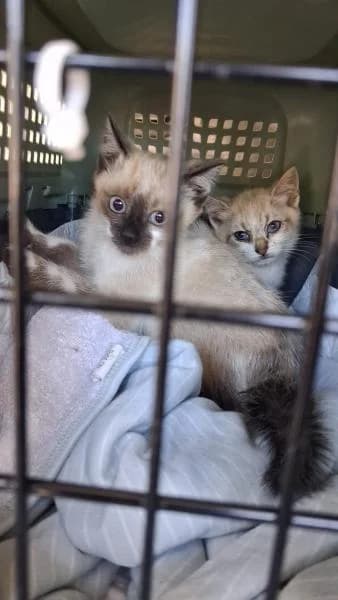 SCARY, female European Shorthair for adoption at SPAC – Societat Protectora d