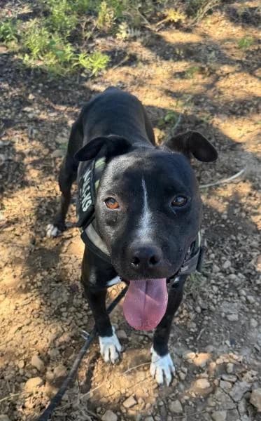 PIRULETA, female Pit Bull Terrier for adoption at SPAC – Societat Protectora d