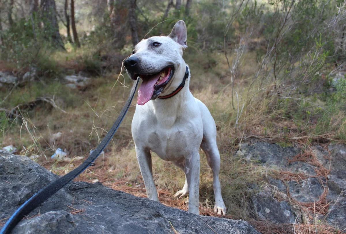 Pinet / Pirata, Mixed Breed for adoption at S.P.A.M.A. Safor