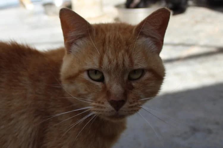 Bo, Mixed Breed for adoption at S.P.A.M.A. Safor