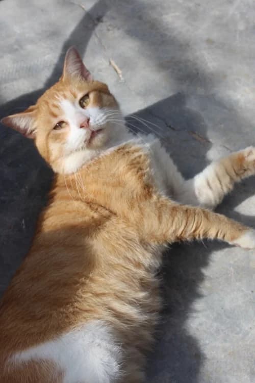 Nico, Mixed Breed for adoption at S.P.A.M.A. Safor