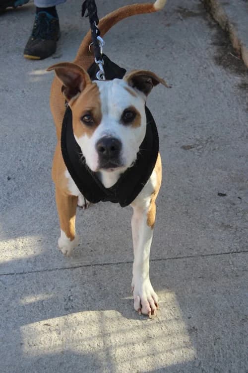 Kira, Mixed Breed for adoption at S.P.A.M.A. Safor