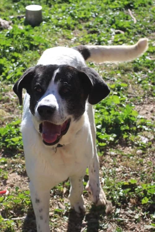 Zeus, Mixed Breed for adoption at S.P.A.M.A. Safor
