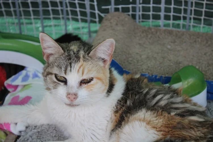 Helena, Mixed Breed for adoption at S.P.A.M.A. Safor