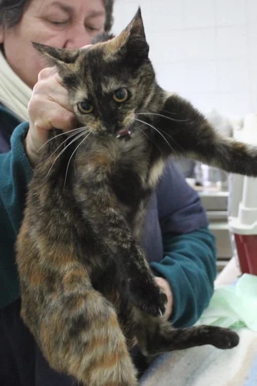 Roxy, Mixed Breed for adoption at S.P.A.M.A. Safor