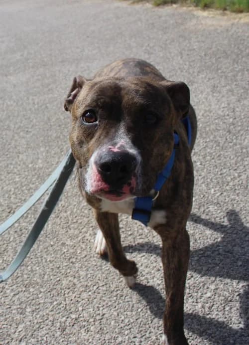 Annie, Mixed Breed for adoption at S.P.A.M.A. Safor