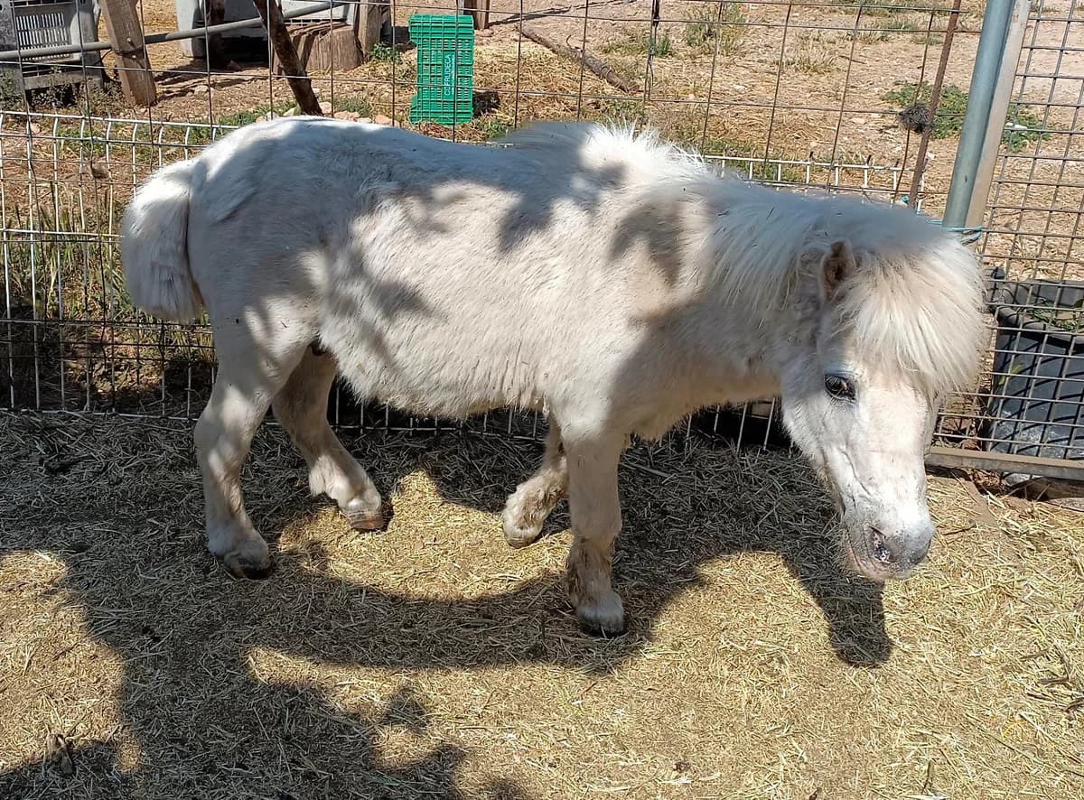 Blanco, Mixed Breed for adoption at S.P.A.M.A. Safor
