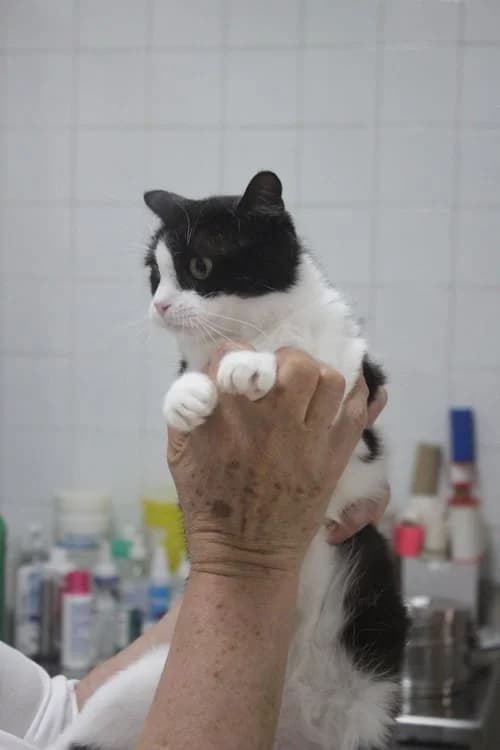 Dama, Mixed Breed for adoption at S.P.A.M.A. Safor