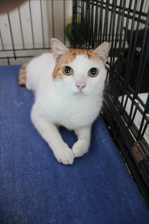Milo, Mixed Breed for adoption at S.P.A.M.A. Safor