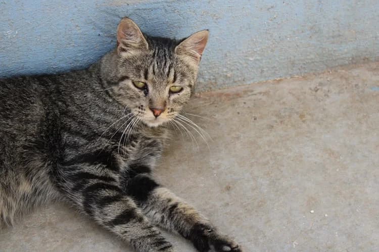Kenny, Mixed Breed for adoption at S.P.A.M.A. Safor