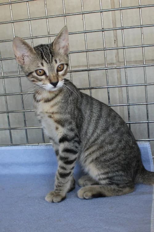 Tippi, Mixed Breed for adoption at S.P.A.M.A. Safor