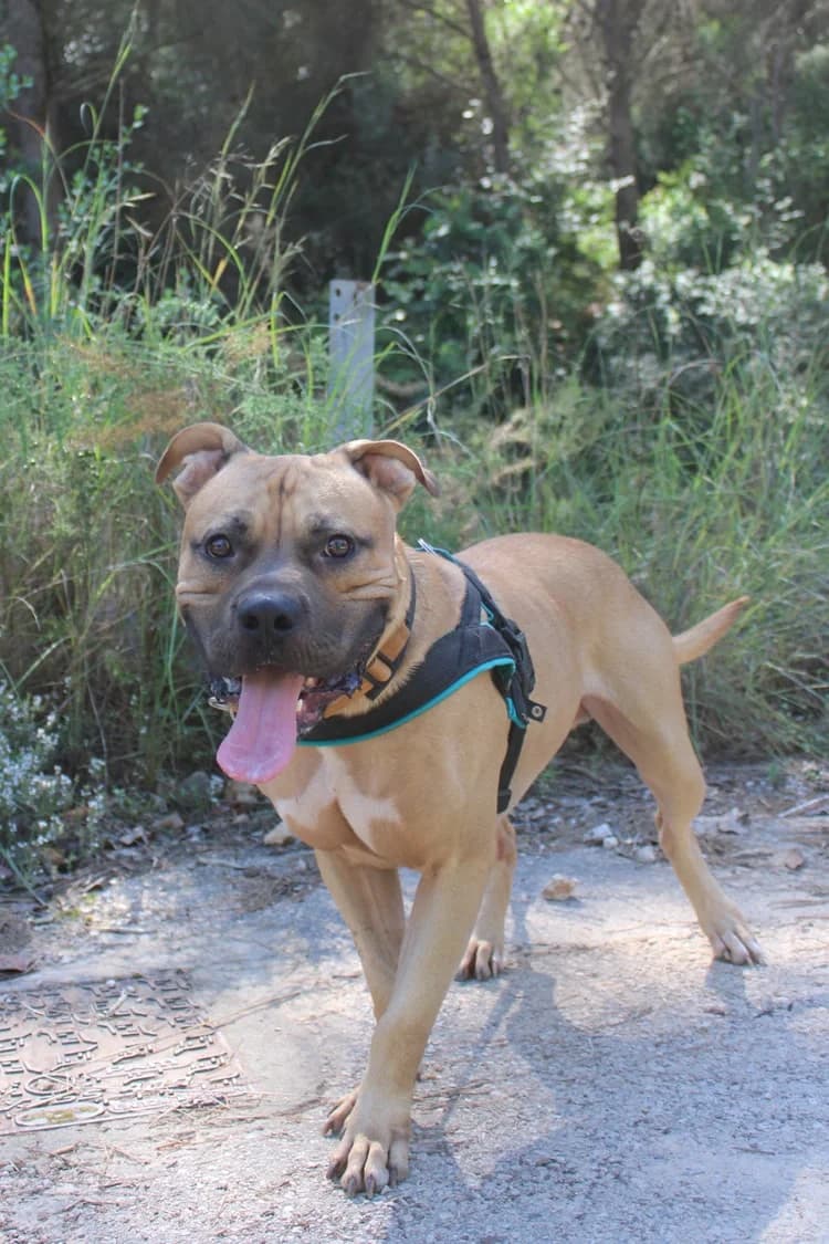 BOUET, Mixed Breed for adoption at S.P.A.M.A. Safor