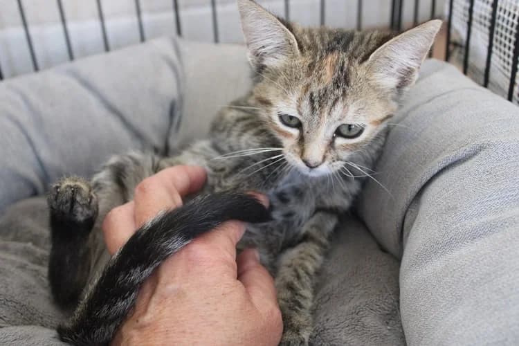 Selma, Mixed Breed for adoption at S.P.A.M.A. Safor