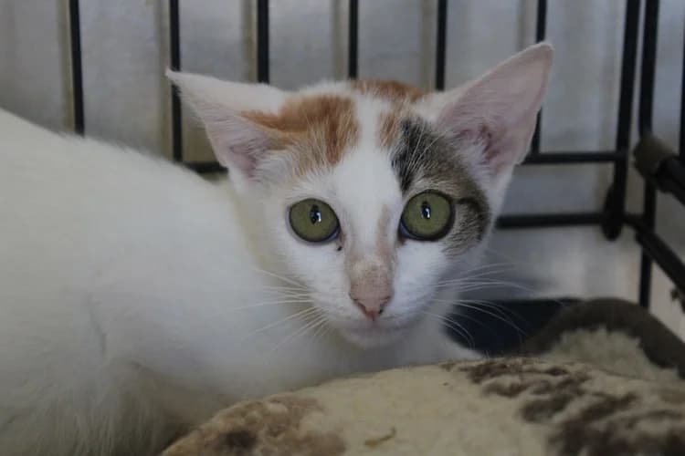 Nancy, Mixed Breed for adoption at S.P.A.M.A. Safor