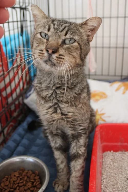 Angelo, Mixed Breed for adoption at S.P.A.M.A. Safor