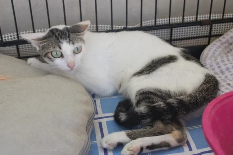 Mami, Mixed Breed for adoption at S.P.A.M.A. Safor