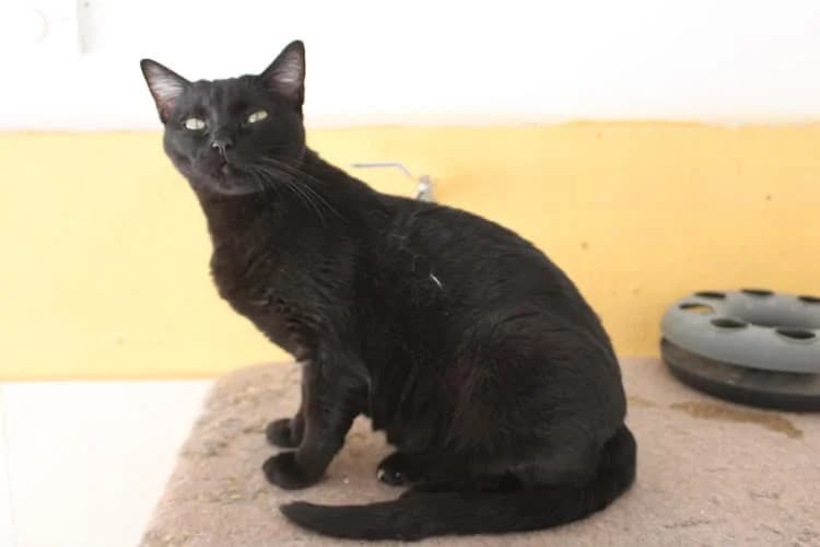 Susa, Mixed Breed for adoption at S.P.A.M.A. Safor