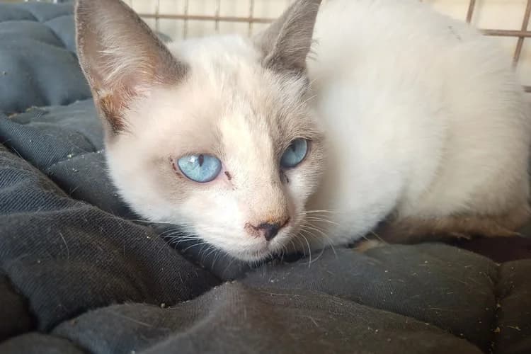 Shiro, Mixed Breed for adoption at S.P.A.M.A. Safor