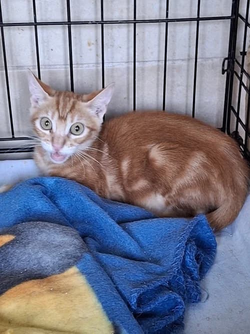 14917, Mixed Breed for adoption at S.P.A.M.A. Safor