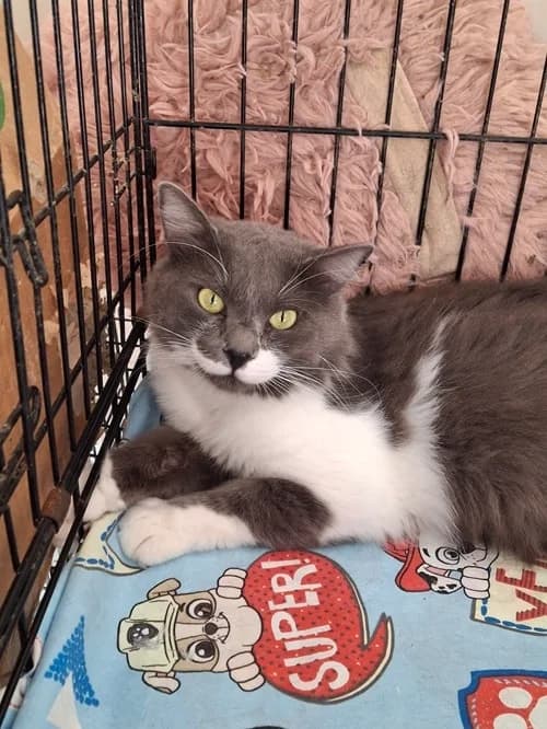 lleva chip de Italia, Mixed Breed for adoption at S.P.A.M.A. Safor