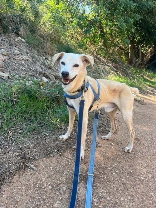 CariΓ±o, Mixed Breed for adoption at S.P.A.M.A. Safor
