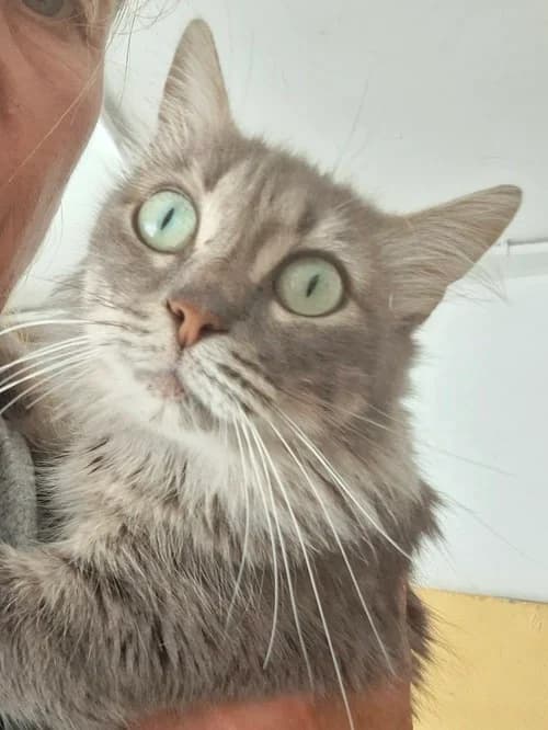 15003, Mixed Breed for adoption at S.P.A.M.A. Safor