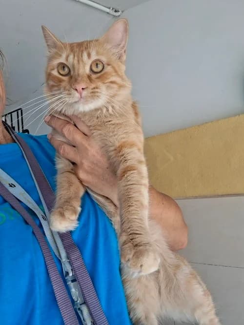 14929, Mixed Breed for adoption at S.P.A.M.A. Safor