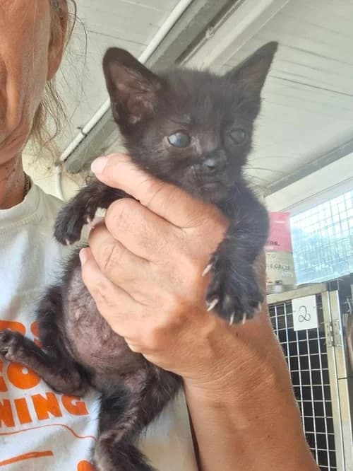 Mogli, Mixed Breed for adoption at S.P.A.M.A. Safor